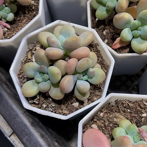 八角盆洛神3.8带盆