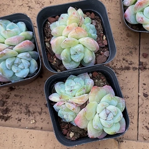 三头6.5方老冰玉带盆