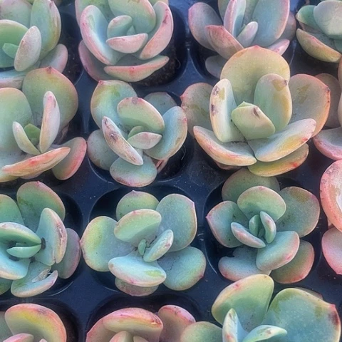 2颗一组小奶茶带土