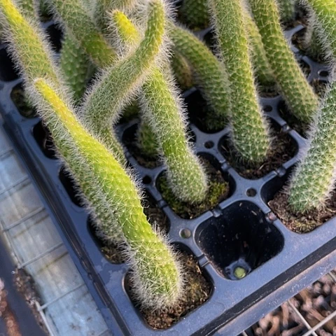 2颗一组九尾狐带土