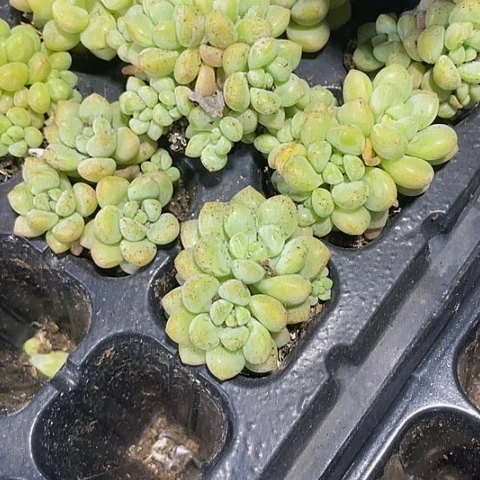 2颗一组小泡泡糖群带土