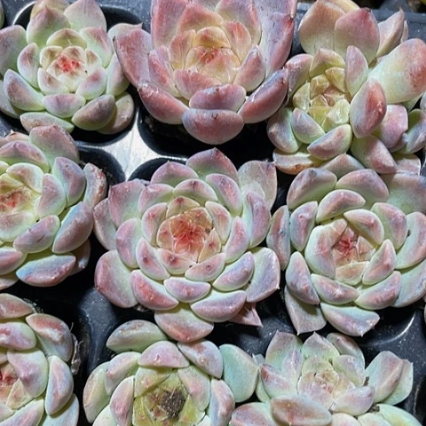 2颗一组梦幻糖心