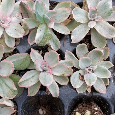 伯克利锦2.8带土发