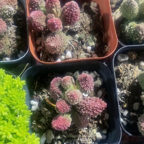 珠子玉6.8带盆土