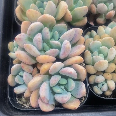 花瓣路群2.8带盆土
