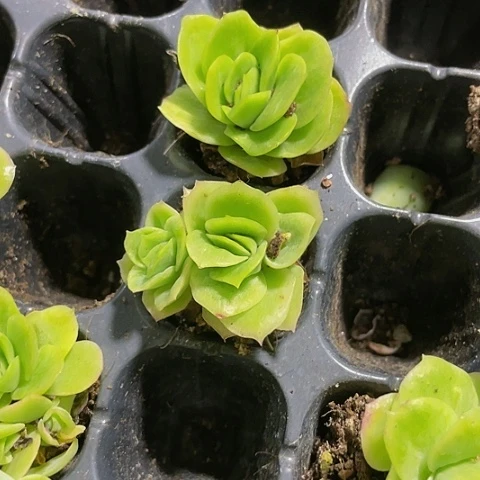 冰玫瑰锦1.5带土发单双