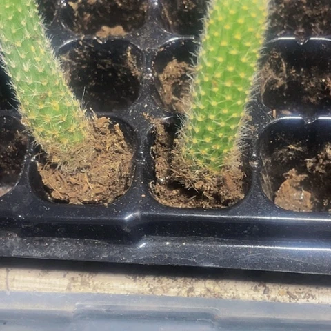 小九尾狐1.5带土发