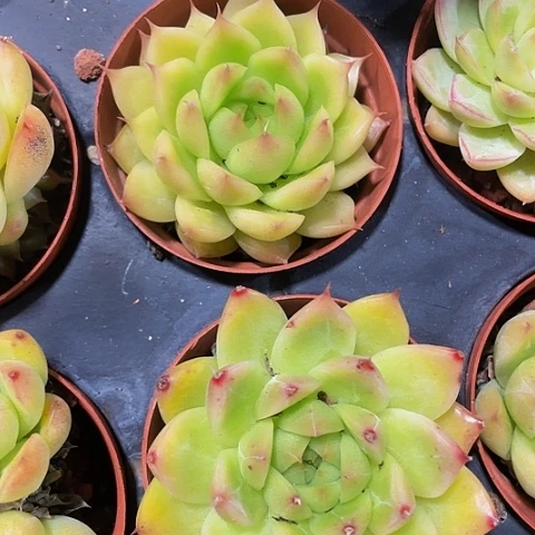 宝宝绿2.8带盆土