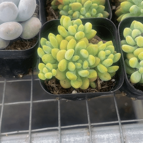 洛可可6.5方带盆土