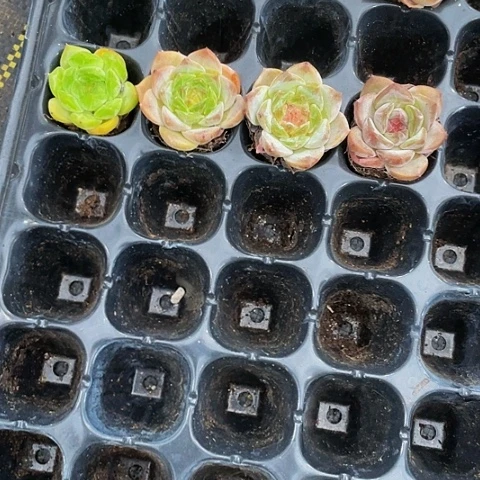 容*儿穴盘里第三组糖心四颗多肉