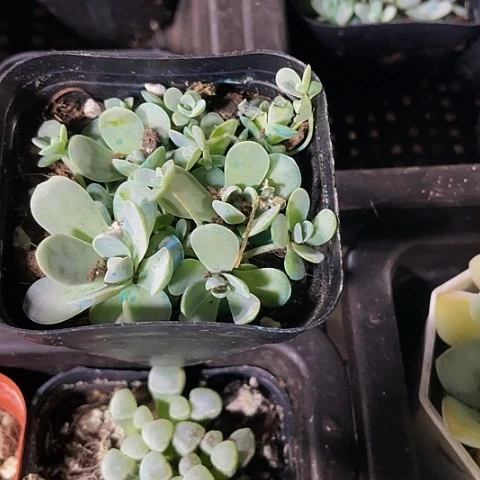 子持莲华2.8带盆土