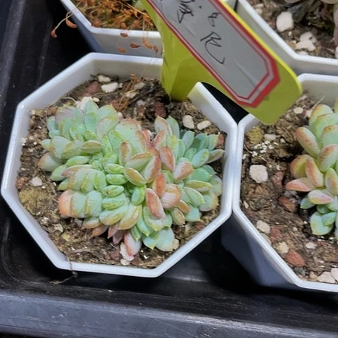 粉珍妮缀化8.8带盆土