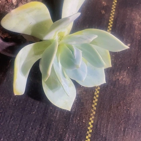 大白凤老桩3.8带盆土