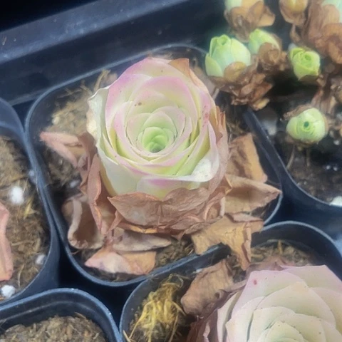 粉耶罗玫瑰4.8带盆土