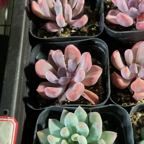 丘比特2.8带盆土