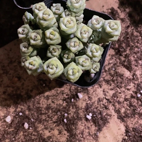 钱串群2.8带盆土