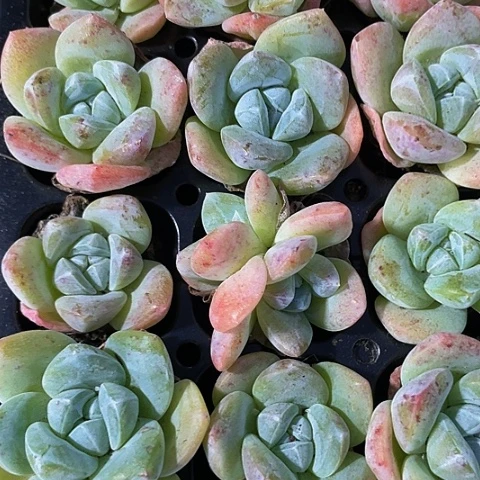 3颗一组彩泥冰玉