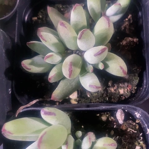 精灵豆2.8带盆土