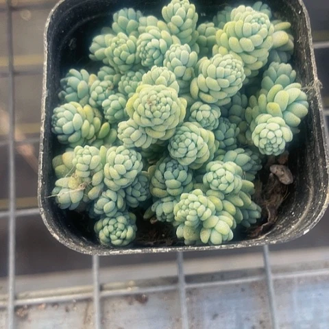 姬星美人2.8带盆土