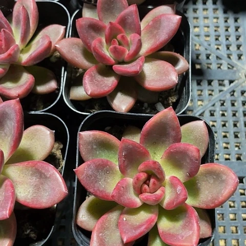 丰沛玫瑰2.8带盆土