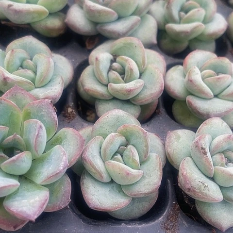2颗一组小泡芙带土