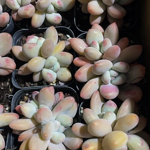 双头6.5方香水带盆