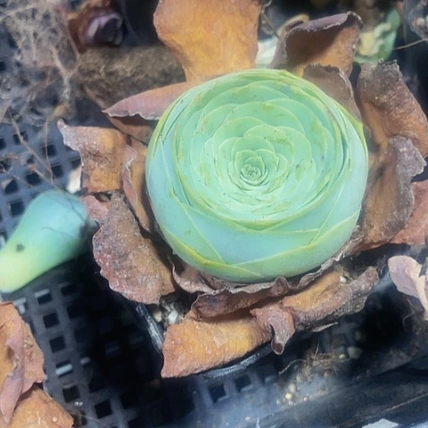 平底锅玫瑰2.8带盆土