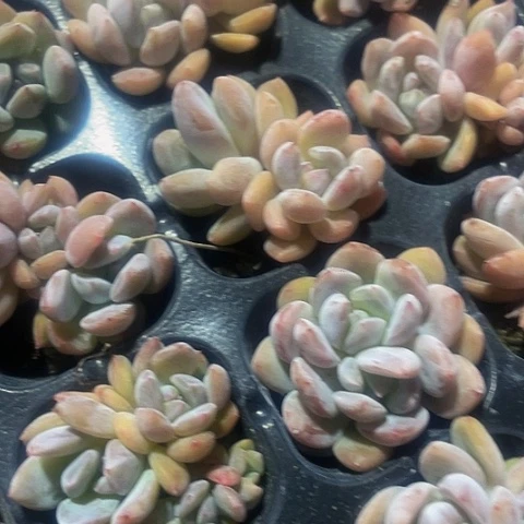 5颗一组小梦露带土