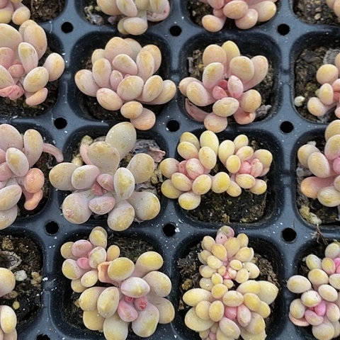 小糖果美人1元处理