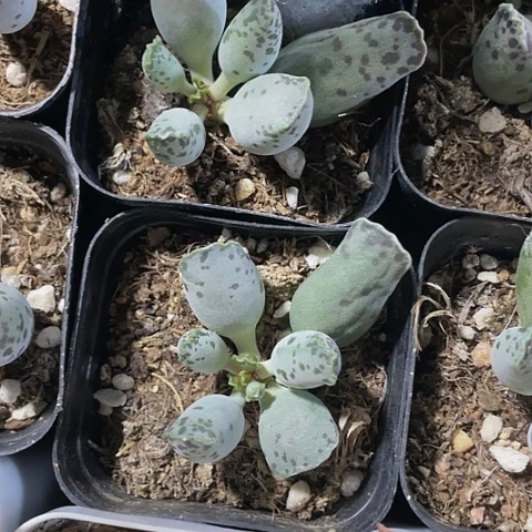 海豹3.8带盆土发