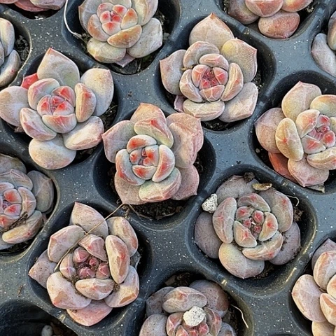 2颗一组小石榴汁星影