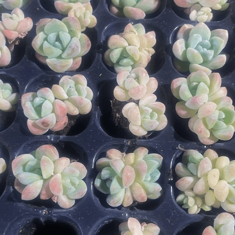 15颗一组小奶油冰玉
