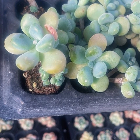 2颗一组小红洛神