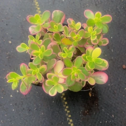 太阳花锦2.8带盆土