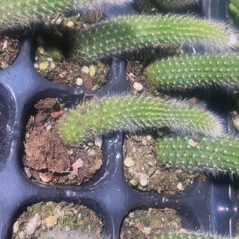 2颗一组九尾狐带土