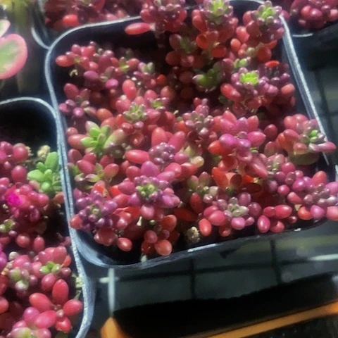 紫米粒2.8带盆土