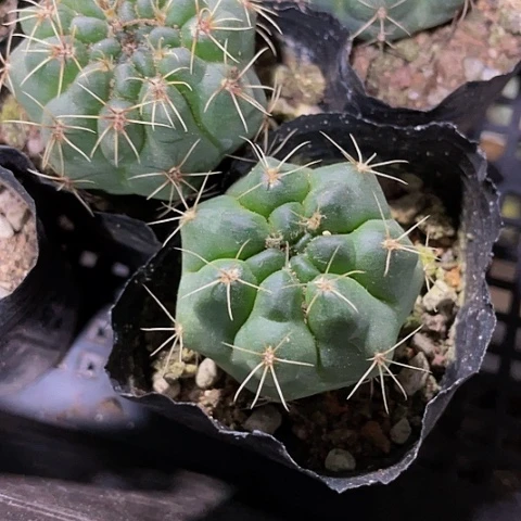 小刺球1.8带盆土
