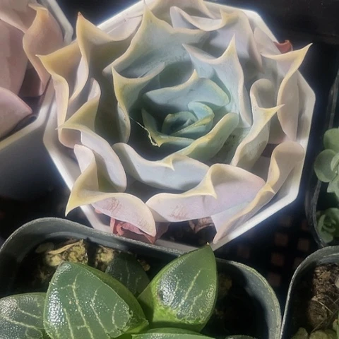 沙漠玫瑰5.8带盆土