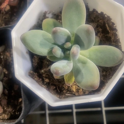 苹果美人八角盆带盆土