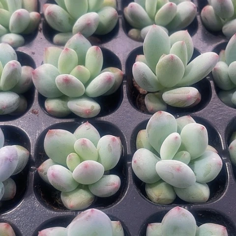2颗一组彩虹奶带土