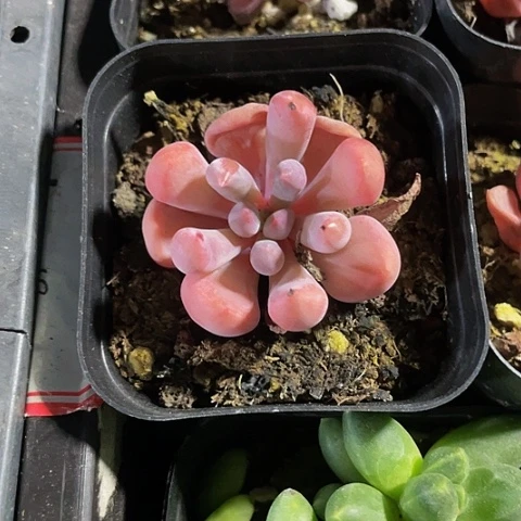 丘比特2.8带盆土