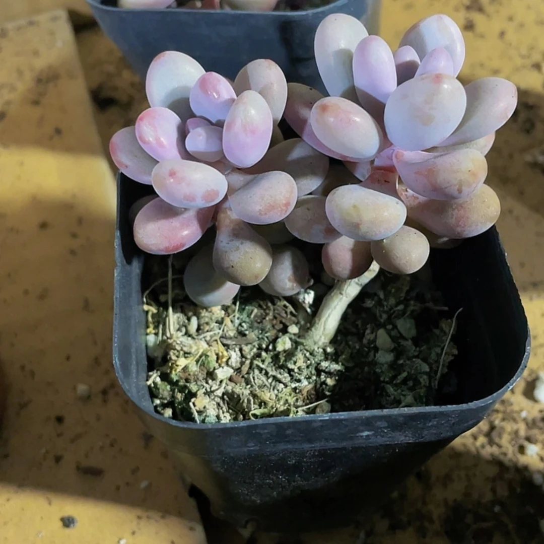 【闪购商品】6.5方双头桃蛋