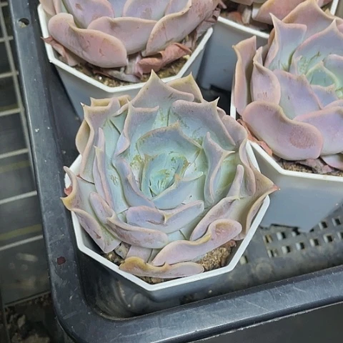 沙漠玫瑰5.8带盆土