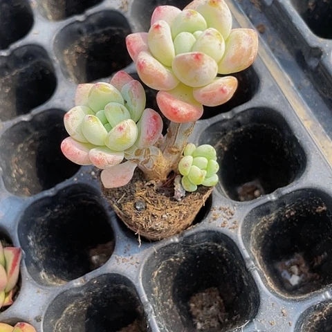 小劳尔老桩1.5带土发