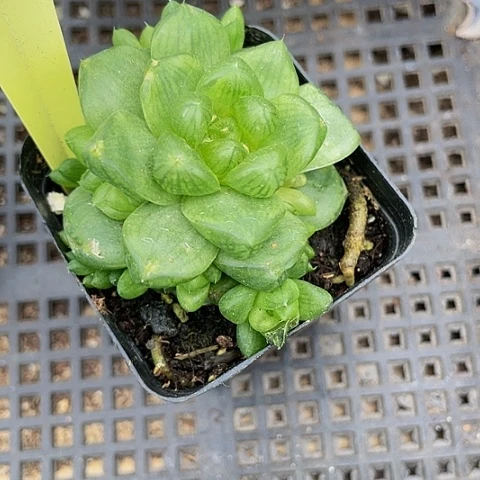 草玉露群2.8带盆土