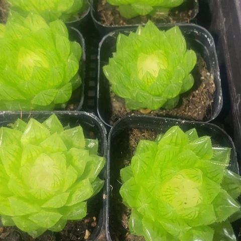宝莲灯玉露5.8带盆土