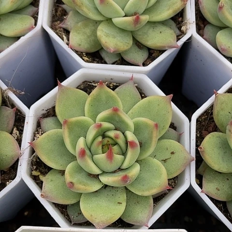 托斯卡3.8带盆土