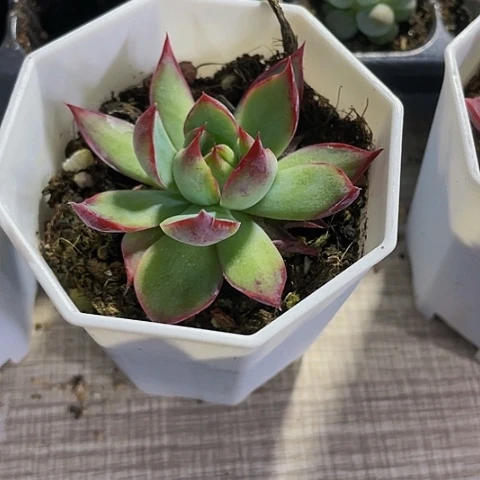 八角盆惊鸿3.8带盆土