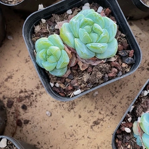 双头绿翡翠冰玉3.8带盆土