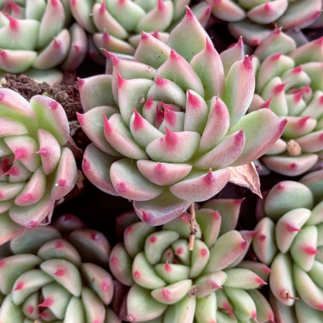 【闪购商品】托斯卡